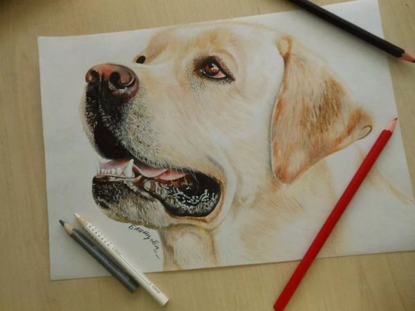 Щенок цветными карандашами