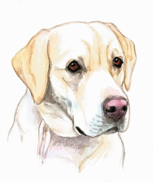 Нарисовать лабрадора