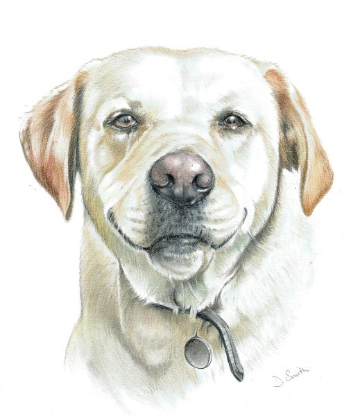 Лабрадор дудл