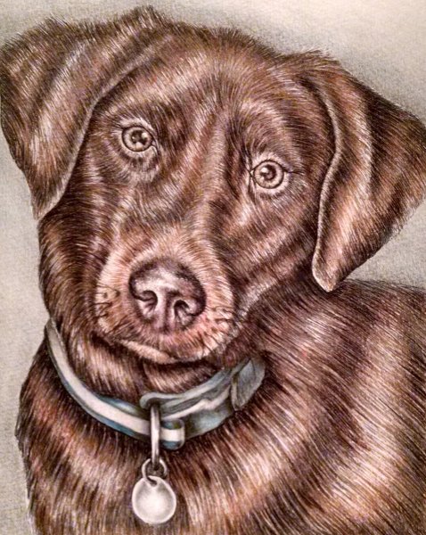 Рисунки животные маркерами лабрадор