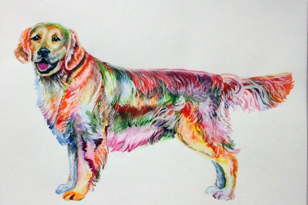 Разноцветный ретривер