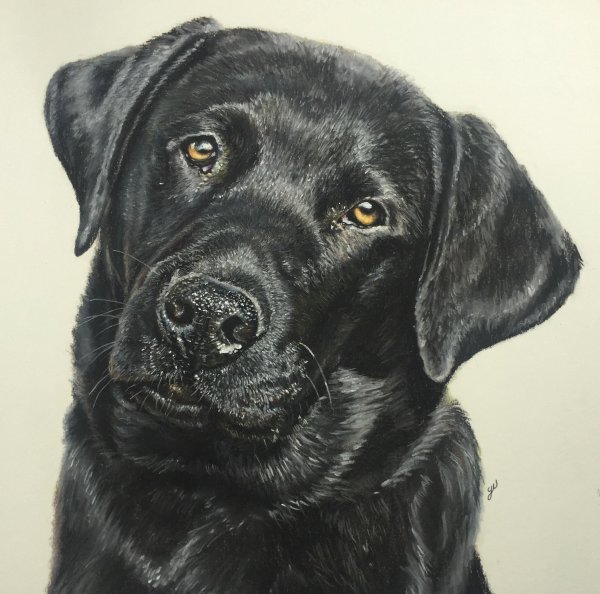 Черный лабрадор арт