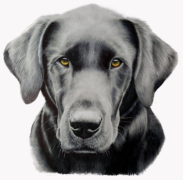 Лабрадор мультяшный