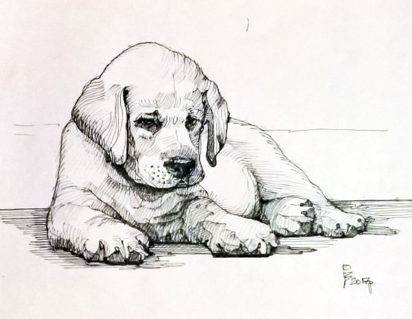 Наброски лабрадора