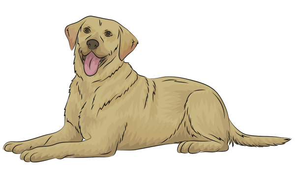 Лабрадор для срисовки