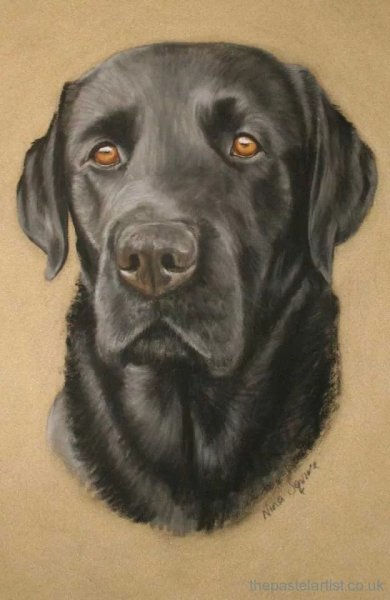 Чёрный лабрадор ретривер рисунок
