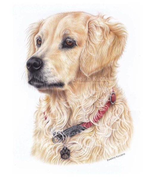 Рисунок залатистого етеера