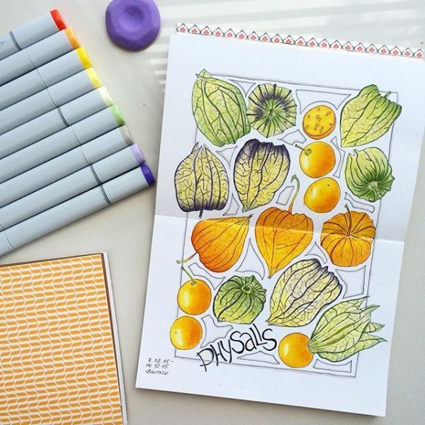 Физалис скетч