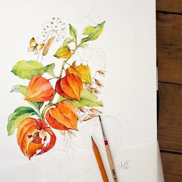 Физалис скетчинг