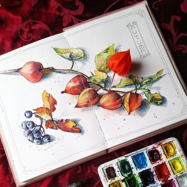 Физалис скетч маркерами