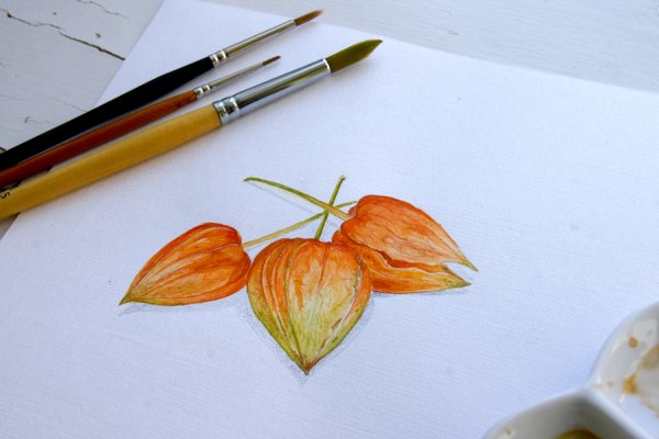 Ботаническая иллюстрация акварель физалис