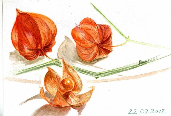 Витраж физалис