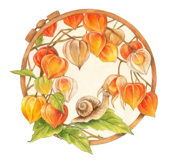 Физалис акварелью