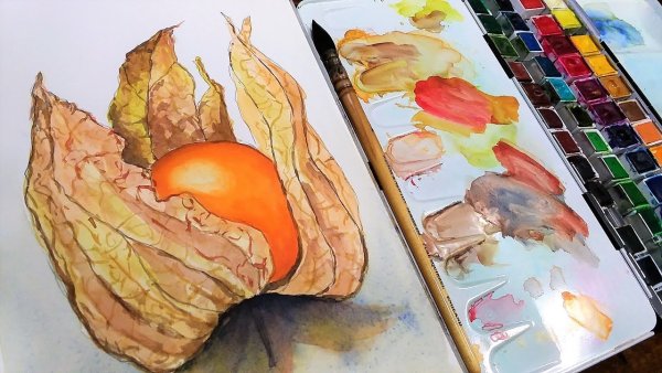 Физалис скетчинг