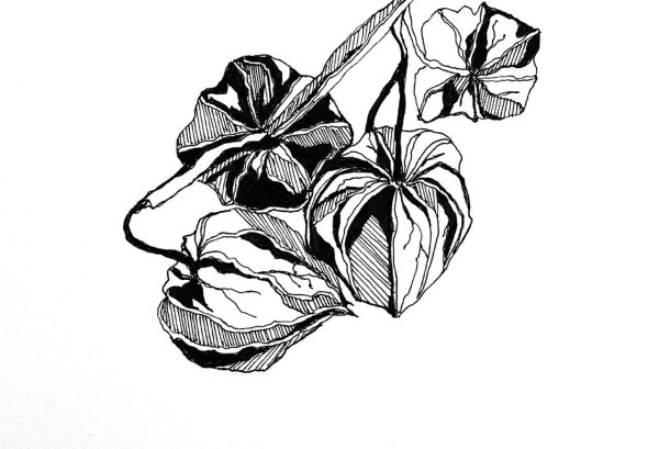 Инна Петрашкевич акварель