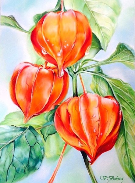 Как нарисовать физалис карандашом поэтапно для начинающих