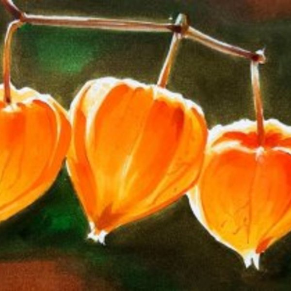 Физалис пастель акварель