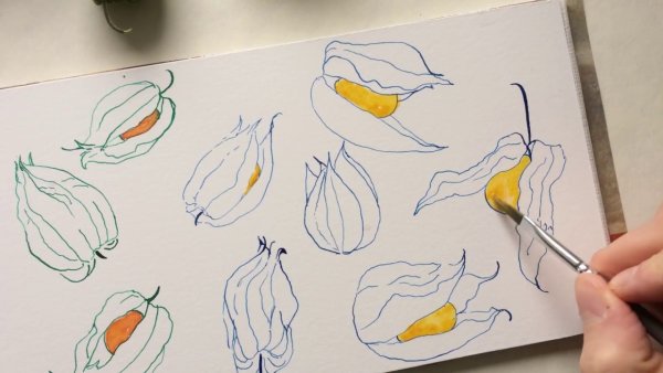 Физалис сангиной