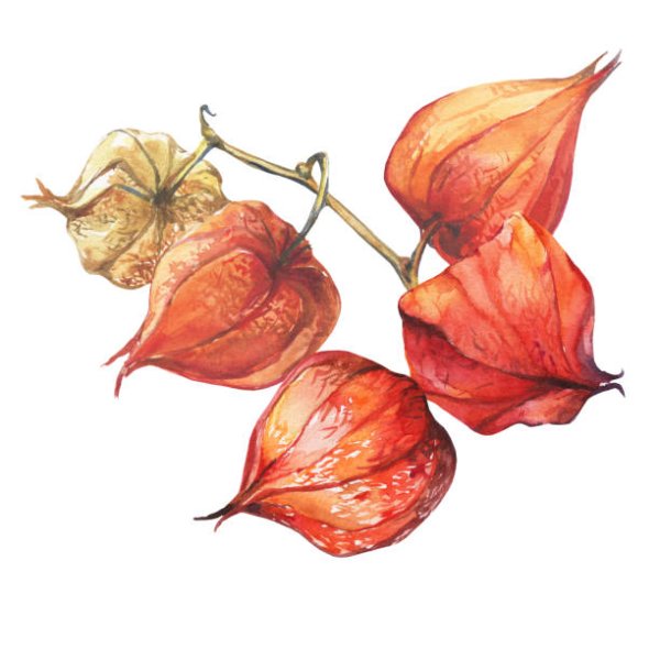 Физалис Ботаническая иллюстрация