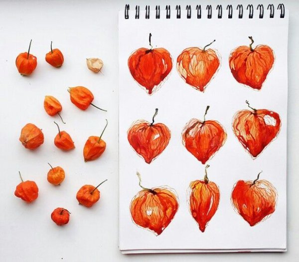 Физалис скетч маркерами