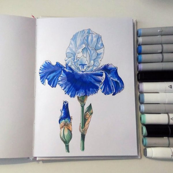 Рисунки спиртовыми маркерами