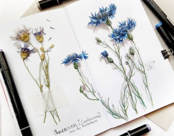 Флористический (Ботанический) скетчинг