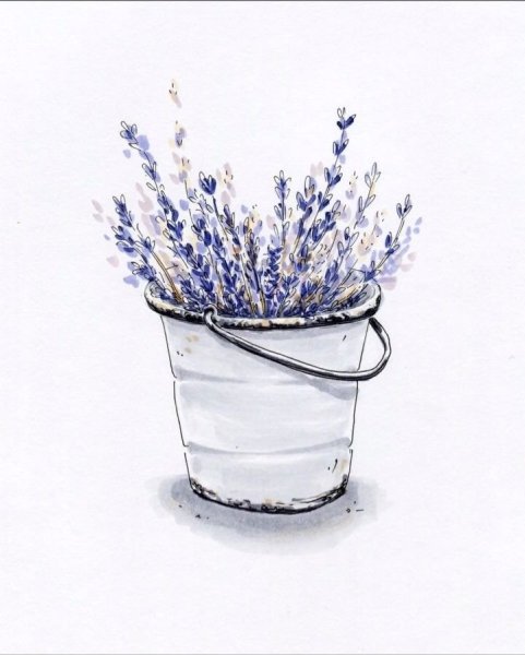 Скетчинг Лаванда