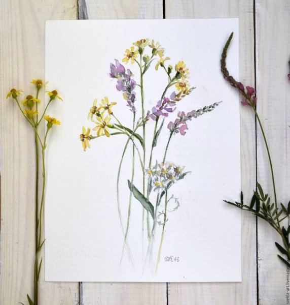 Полевые цветы гербарий