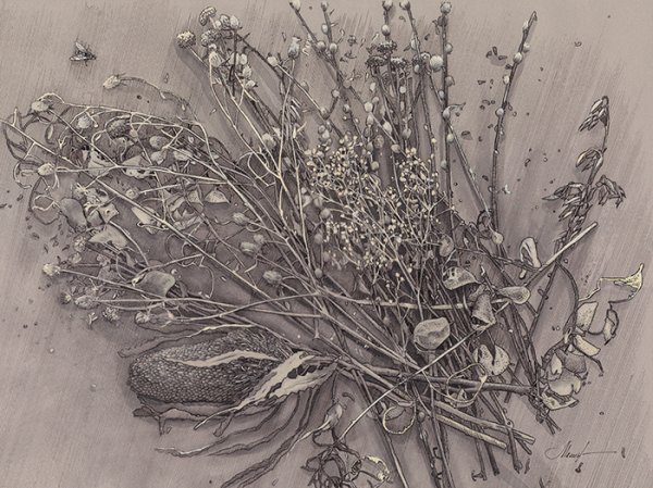 Сухоцветы Графика