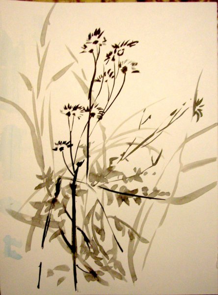 Зарисовки сухих растений