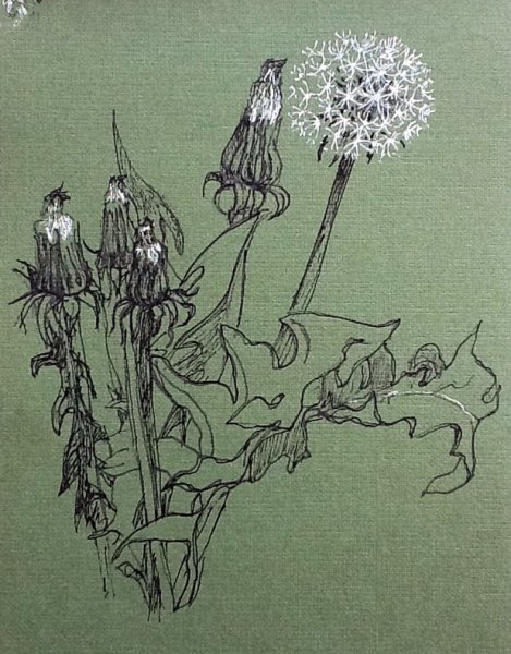 Стилизованные одуванчики