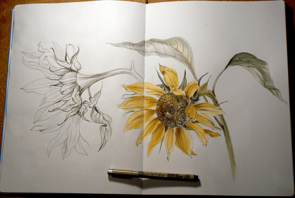 Акварель линер цветок