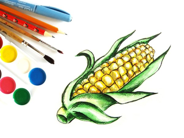 Кукуруза акварелью поэтапно