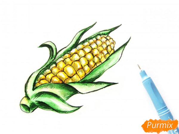 Кукуруза рисунок карандашом