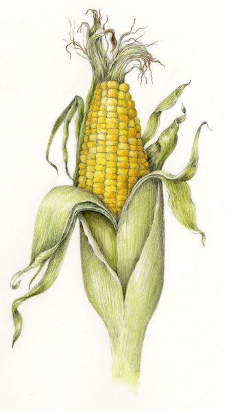 Лист кукурузы рисунок