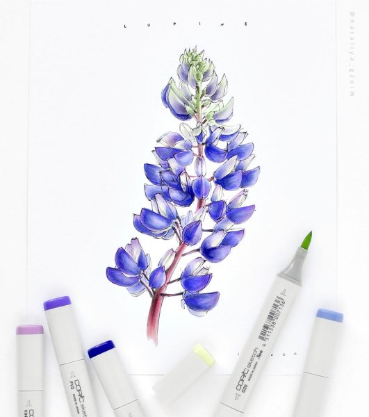 Сирень скетчинг маркерами