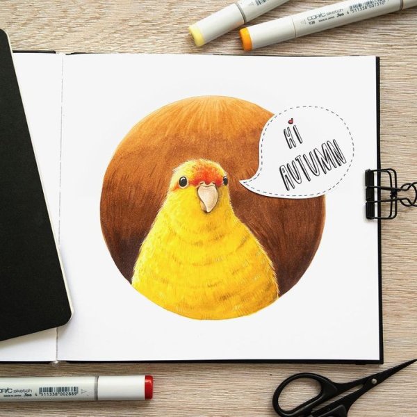 Цыпленок маркерами