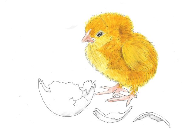 Цыпленок зарисовка