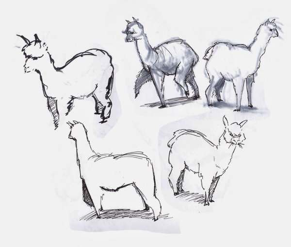 Лама альпака референс