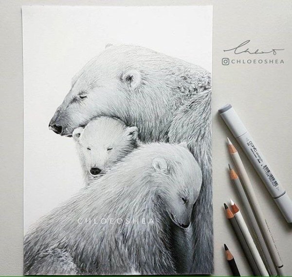 Медведь рисунок цветными карандашами