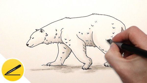 Как нарисовать белого медведя