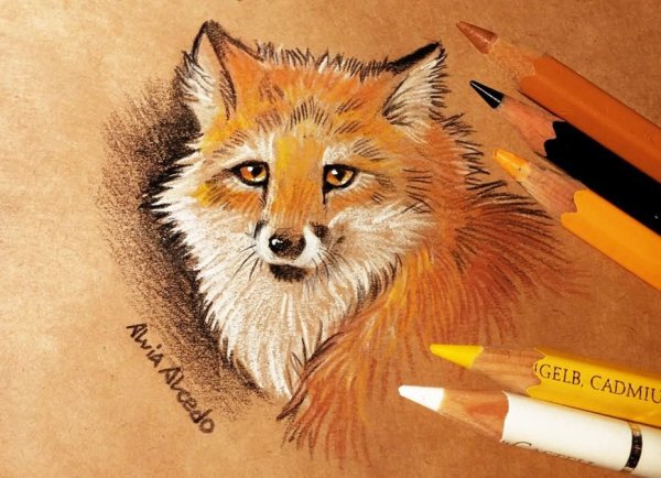 Alvia Alcedo лиса