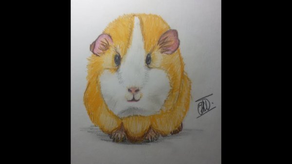 Хомяк скетч маркерами