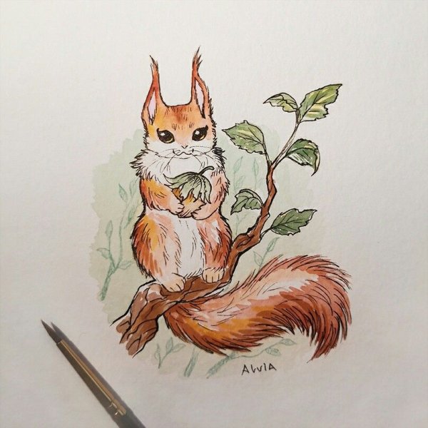 Белочка рисунок карандашом цветным
