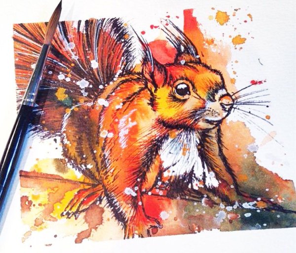 Белка фломастерами