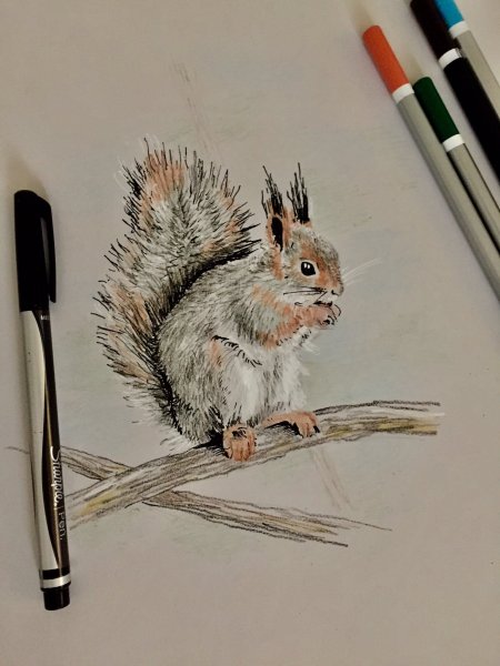 Белка набросок
