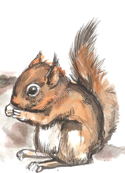 Белка фломастерами