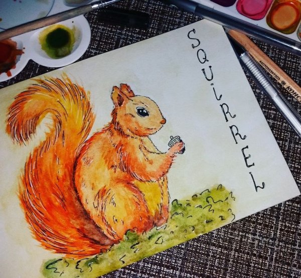 Рисунок белки для скетчбука