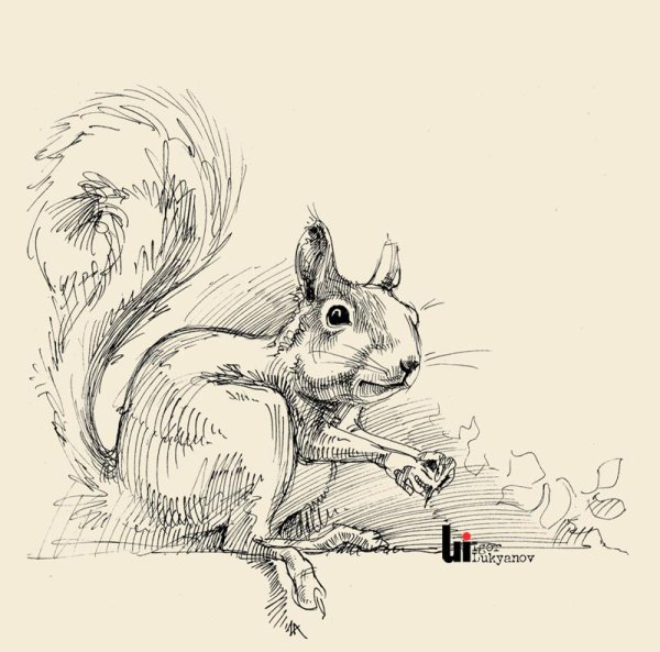 Белочка эскиз