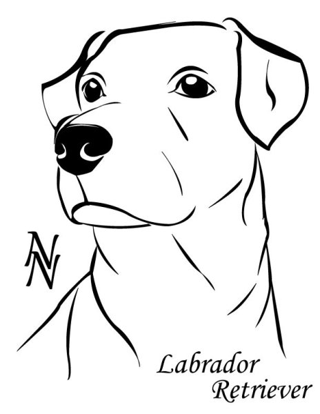 Лабрадор эскиз